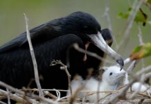 К чему снится кормить ворона