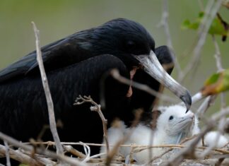 К чему снится кормить ворона