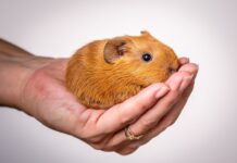 Черный хомяк во сне: толкование