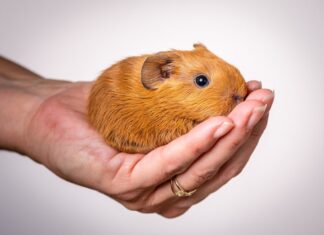 Черный хомяк во сне: толкование