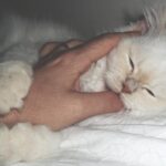 Кот кусает во сне: почему это происходит