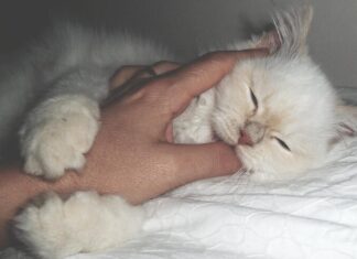 Кот кусает во сне: почему это происходит