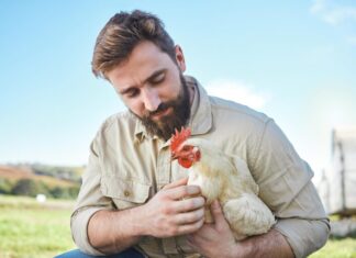 Курица во сне мужчины: толкование