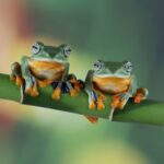 Лягушки во сне: толкование множества образов