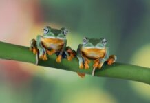 Лягушки во сне: толкование множества образов