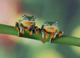 Лягушки во сне: толкование множества образов