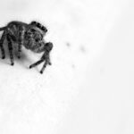 Пауки во сне: символы и толкования