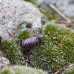 Сороконожка во сне: толкование сна