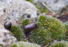 Сороконожка во сне: толкование сна