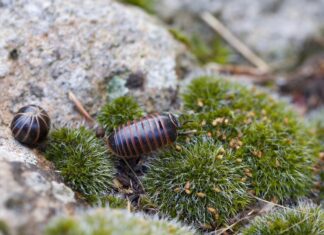 Сороконожка во сне: толкование сна