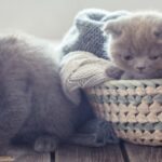 К чему снится маленький красивый котенок