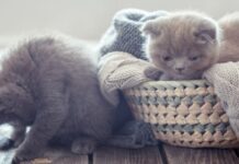 К чему снится маленький красивый котенок