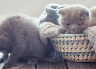 К чему снится маленький красивый котенок