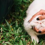 Фекалии животных во сне: толкование