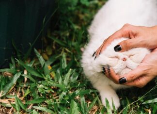 Фекалии животных во сне: толкование