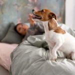 Сон о собаке, какающей: толкование