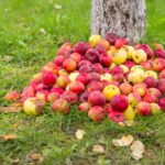 Толкование сна: много яблок на дереве