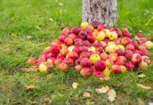 Толкование сна: много яблок на дереве