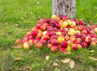 Толкование сна: много яблок на дереве