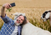 Сны об овцах: толкование для мужчин