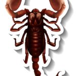 К чему снится белый скорпион