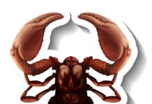 К чему снится белый скорпион