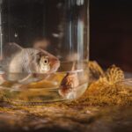 Аквариумные рыбы во сне: толкование и значение