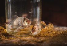 Аквариумные рыбы во сне: толкование и значение