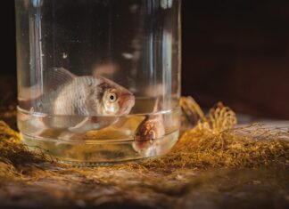 Аквариумные рыбы во сне: толкование и значение