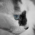 Черно-белые коты во сне: толкование