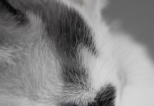 Черно-белые коты во сне: толкование