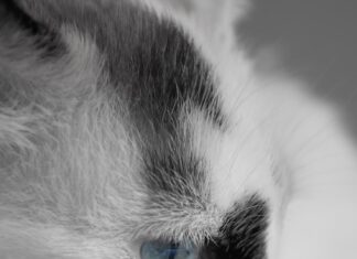 Черно-белые коты во сне: толкование