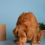 К чему снится кормящая собака