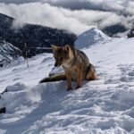 Волк нападает во сне: толкование сна