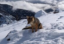 Волк нападает во сне: толкование сна