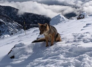 Волк нападает во сне: толкование сна