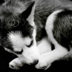 Черно-белые котята во сне: толкование