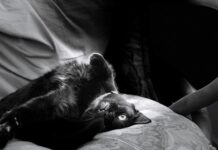 К чему снится умирающий кот