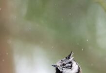 Дятел во сне: толкование сна