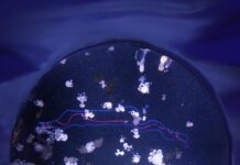 Плутон в астрологии: символ трансформации и власти